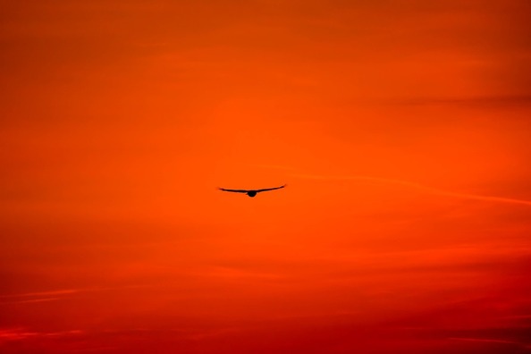 buzzard-2287699_960_720