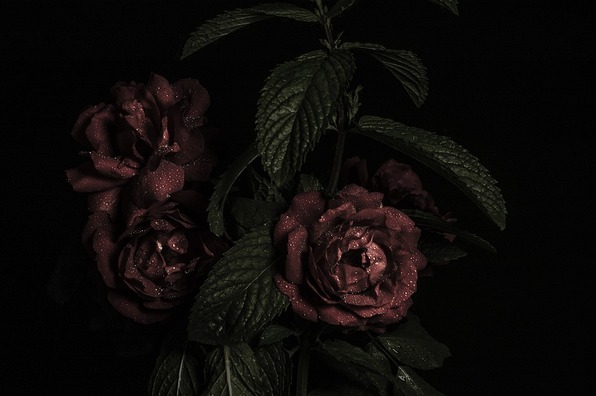 rose-801799_960_720