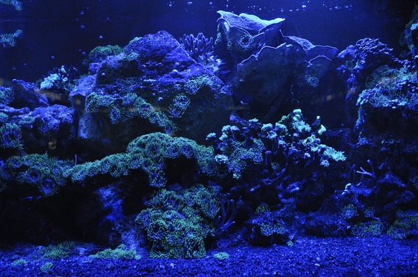 coral-reef-692957_960_720