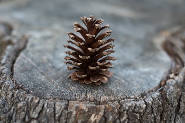pine-cone-1245888_960_720