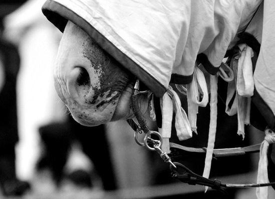 horse-3547446_960_720