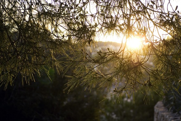 sunlight-210716_960_720