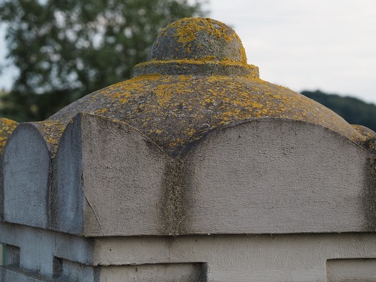 moss-2649130_960_720