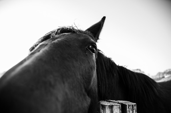 horse-4774180_960_720