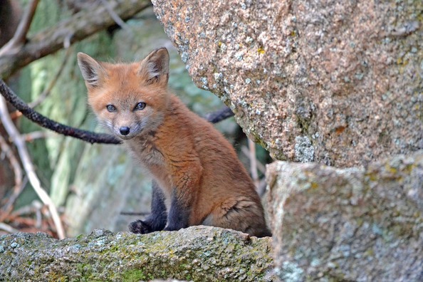 fox-1031693_960_720