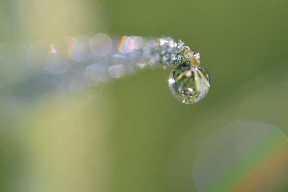 dewdrop-367491_960_720