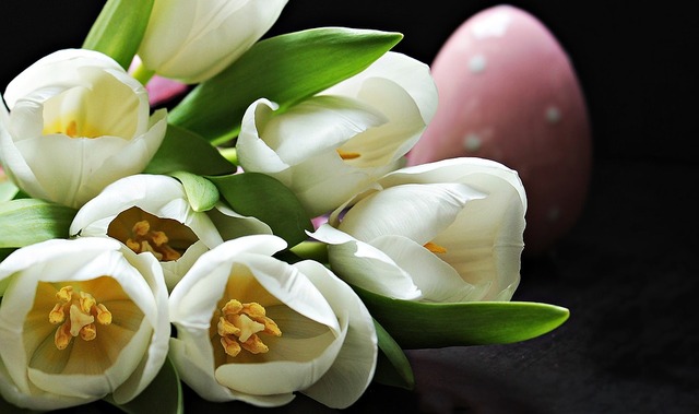 tulips-2091615_960_720