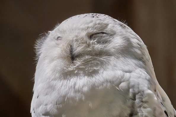 snowy-owl-2327902_960_720