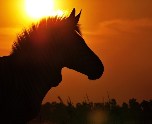 zebra-4043981_960_720