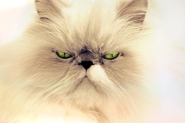 cat-694407_960_720