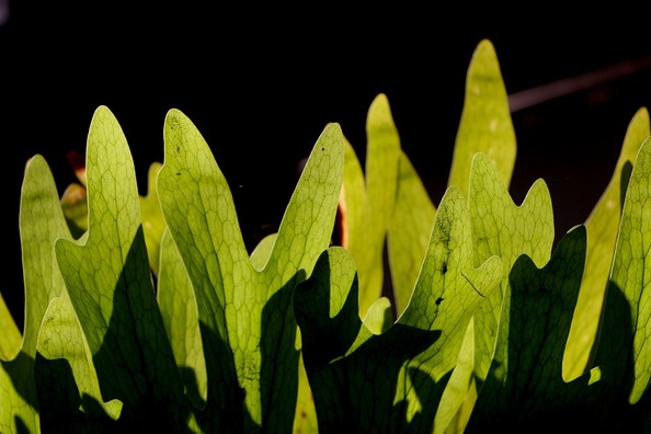 leaf-4803198_960_720