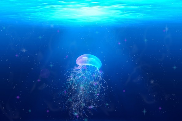jellyfish-2121429_1920