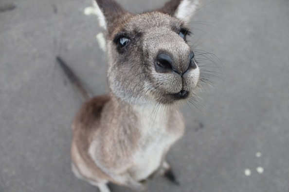 kangaroo-1149807_960_720