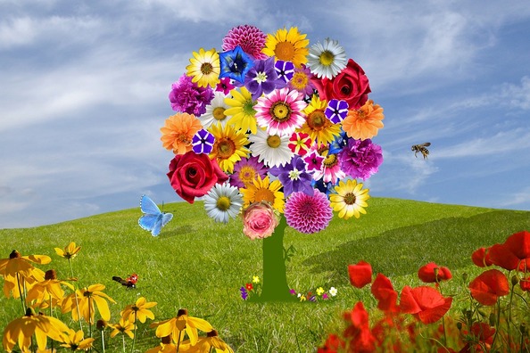 flowers-2768412_960_720