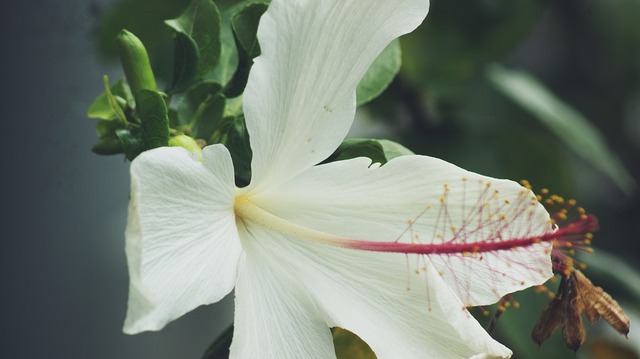 purity-4487957_960_720