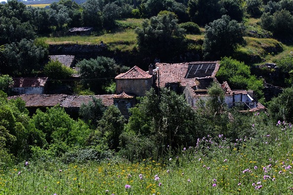 forest-4171711_960_720