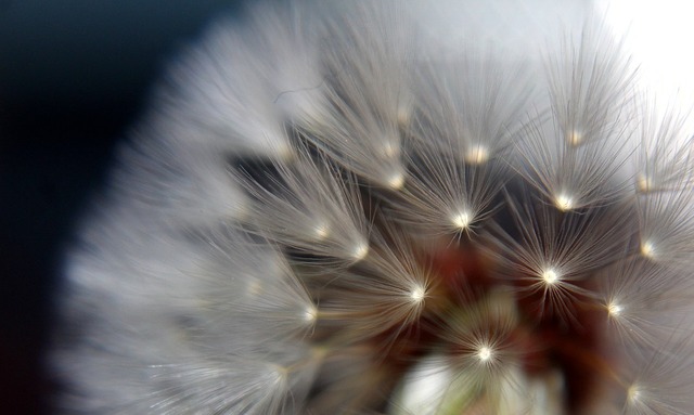 dandelion-3526209_960_720