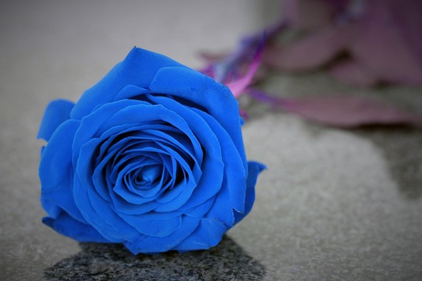 blue-rose-on-grave-4759357_960_720