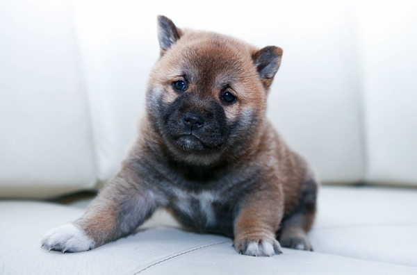 dog-1246610_1920