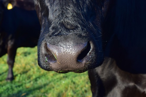 cow-1638360_960_720