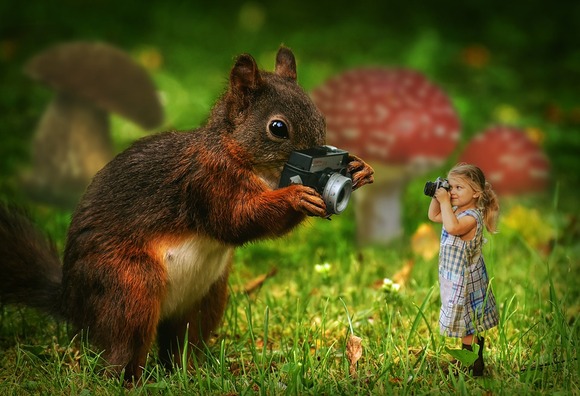 squirrel-3158846_960_720