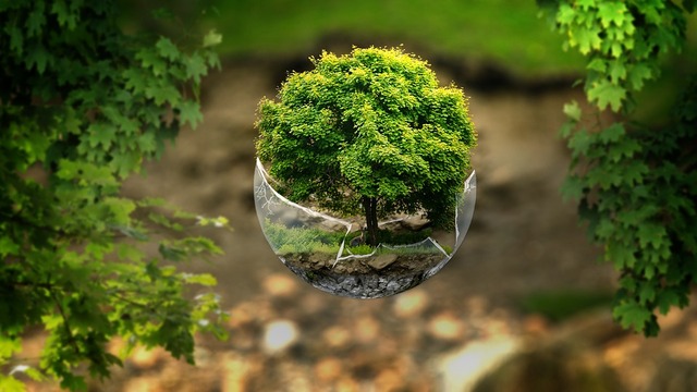 forest-1344580_960_720