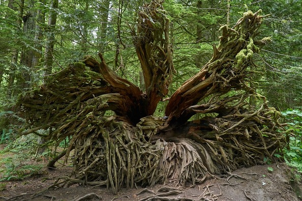 root-3542080_960_720