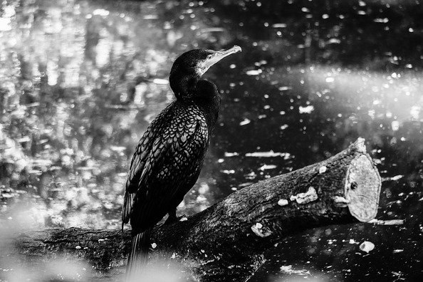 bird-1821658_960_720