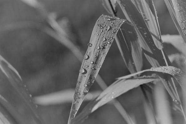 black-and-white-2499704_960_720