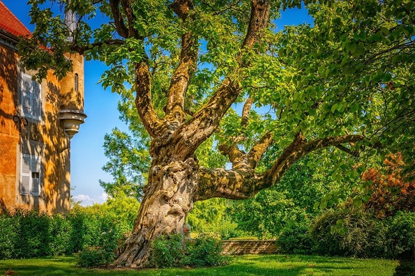 tree-3597671_960_720