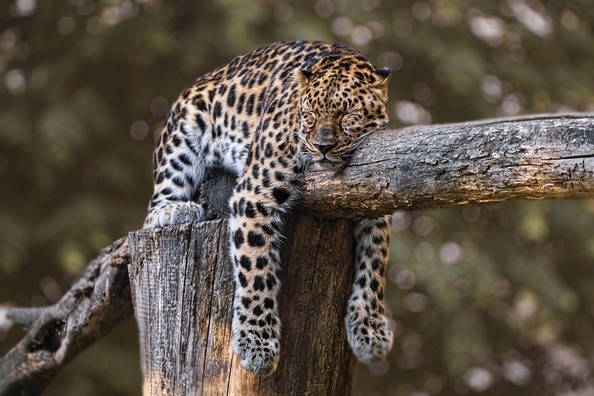 zoo-4508682_960_720