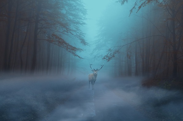 forest-4253766_960_720