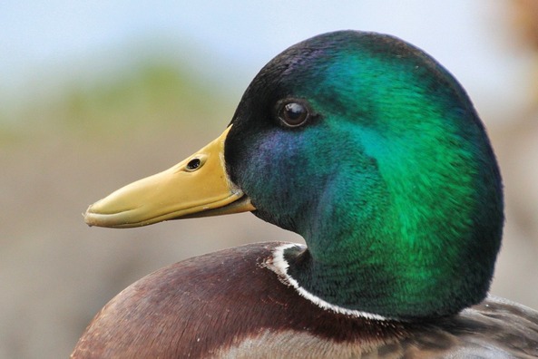 duck-257165_960_720