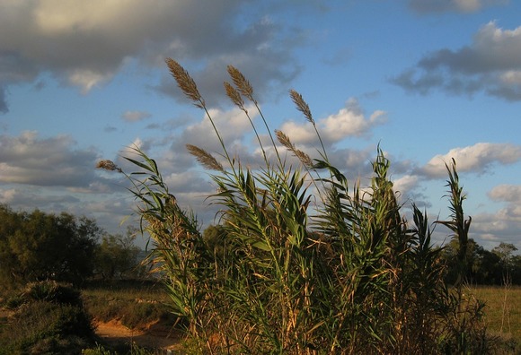 grass-252904_960_720