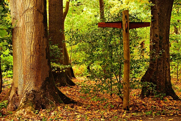 tree-3781146_960_720