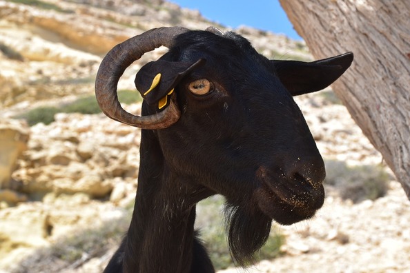 goat-3527232_960_720