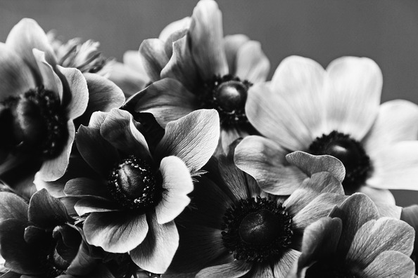 anemone-4567593_960_720