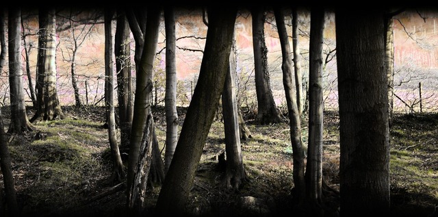 forest-2199874_960_720