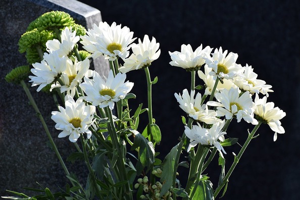 white-chrysanthemum-4566444_960_720