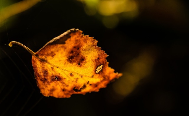 autumn-1372795_960_720