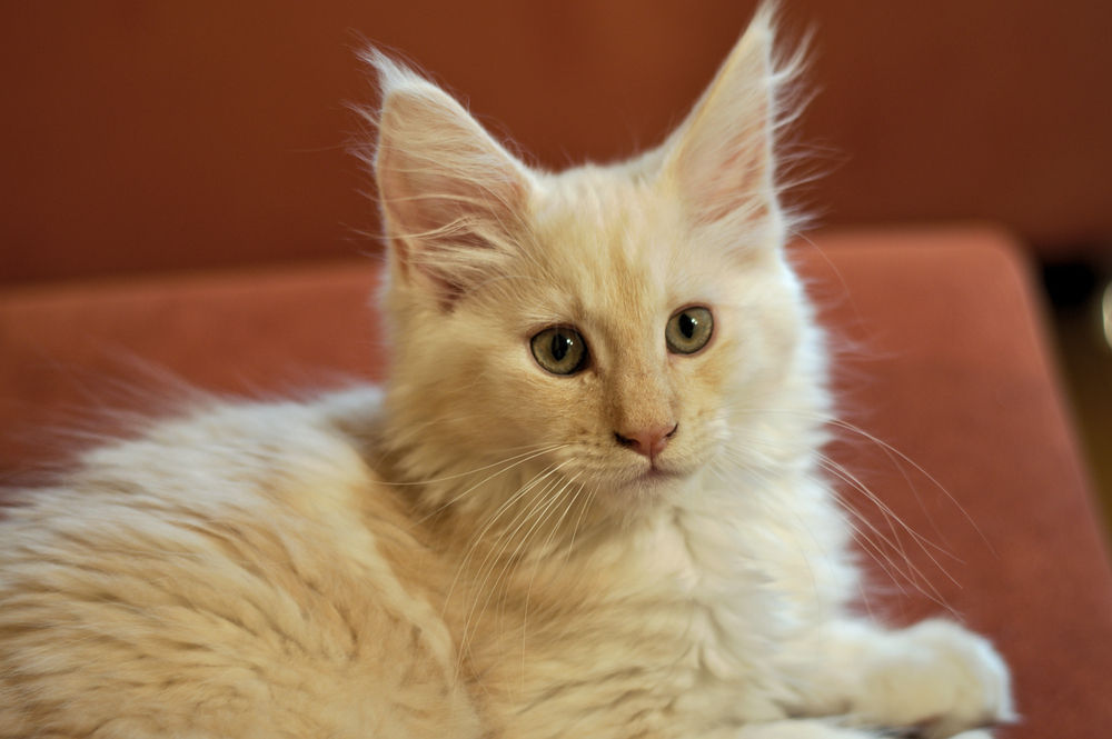 メインクーンとメークインが交互に貼られてゲシュタルト崩壊するスッドレ まとめぇーーー2ちゃん