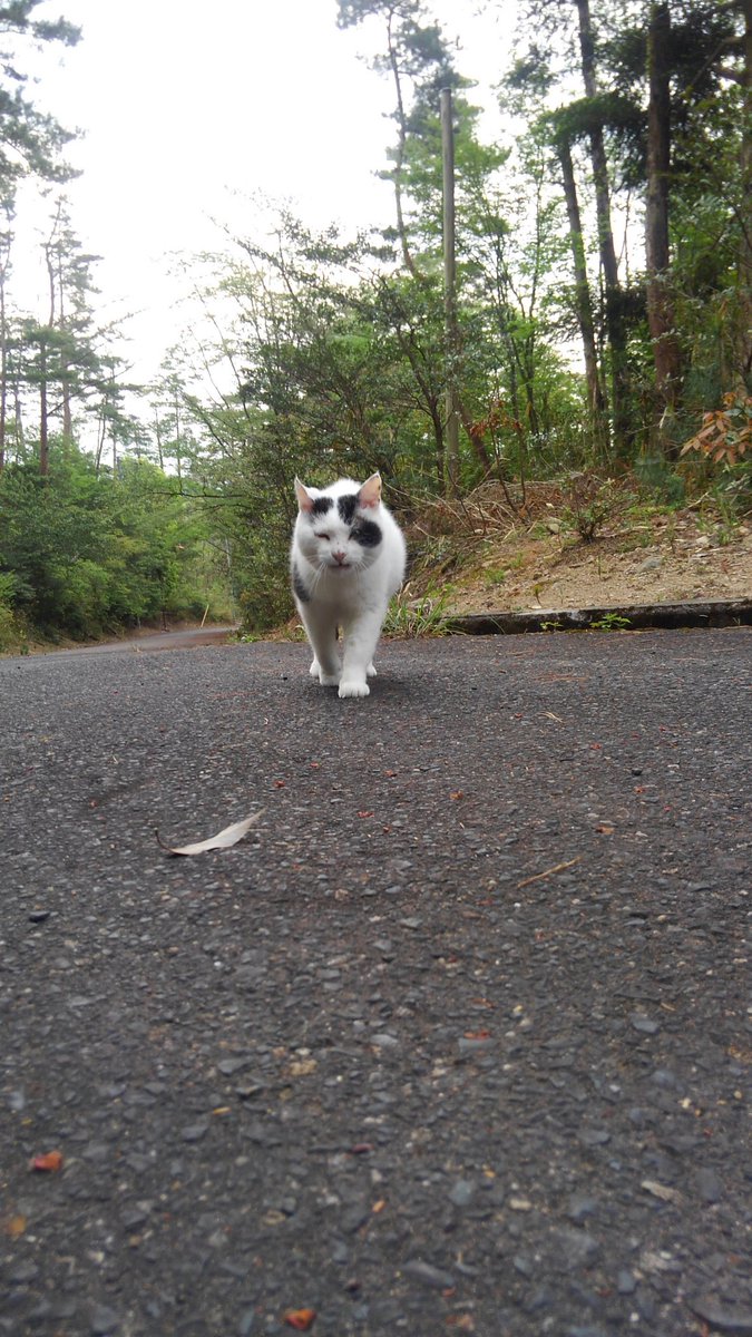 朗報 飯漫画界の人気者ネコガイジ Twitterをしていたｗｗｗｗｗ 画像あり マガまと