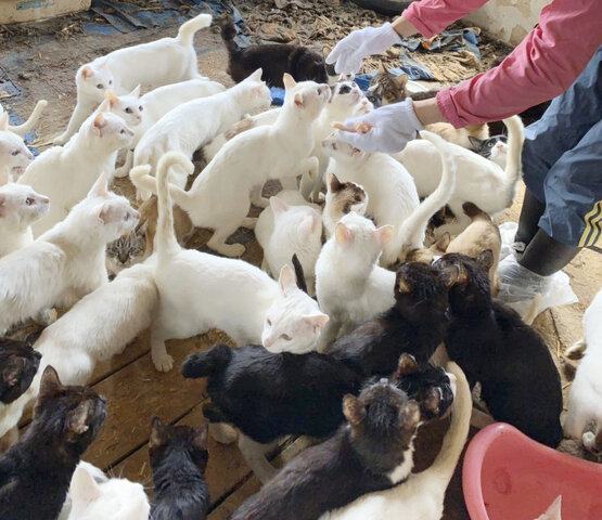 衝撃 これは酷すぎる 札幌市の一軒家で猫238匹保護 多頭飼育崩壊か まとめくいーん