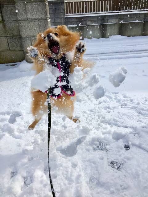 首都圏ニュース "緊急発表" 『大雪』