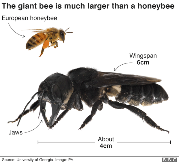 生きていた……世界最大のハチを発見 インドネシア