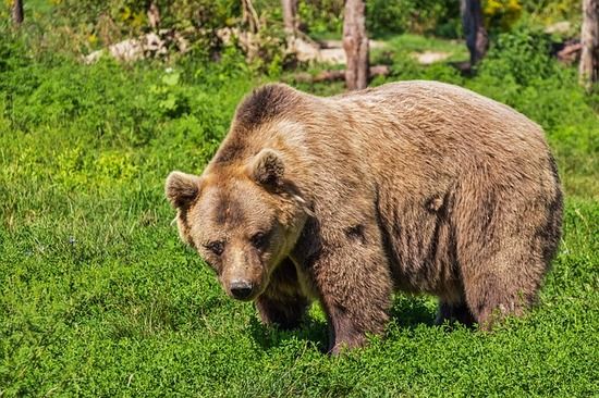 【ロシア】クマに襲われた男性、クマの舌に噛みつき撃退