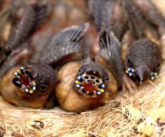 海の生き物の豆知識を紹介してくよ W 速報 海の生き物の豆知識を紹介してくよ W 速報
