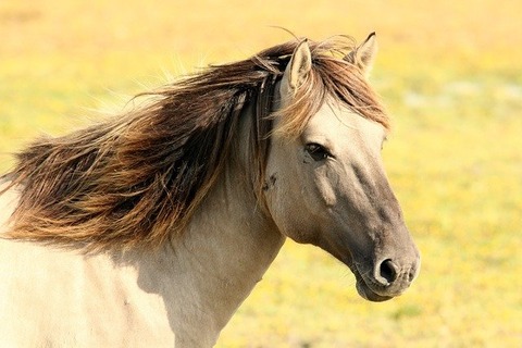 horse-gc80b527c5_640