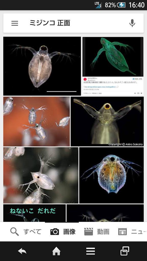 生物 知ってた ミジンコを正面からみた姿が怖いと話題に 画像あり いいね 速報