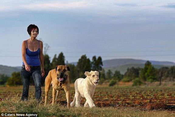 まとめ太 ２ｃｈ 衝撃画像 ライオンや熊などの猛獣と暮らす人々 ﾟdﾟ